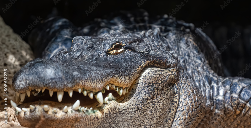 Obraz premium American alligator advancing slowly