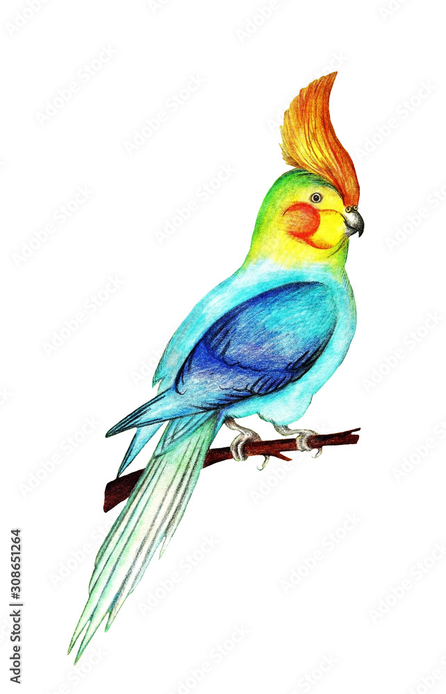 Parrot, colored pencils
