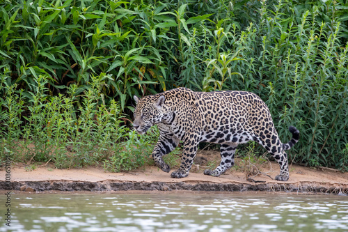 Jaguar Weibchen in der Seitenansicht am Flussufer