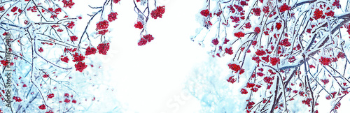 Frozen Rowan trees in snow. beautiful winter landscape with snowy bunches of Red rowan berries. winter scene, natural abstract background. winter festive season. cold weather.. banner. copy space