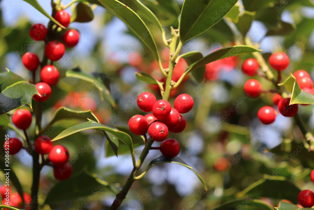 Symbol of Christmas in Europe. Closeup of holly beautiful red berries and sharp leaves on a tree in cold winter weather..Nature concept. Symbol of Christmas in Europe. Closeup of holly beautiful red berries and sharp leaves on a tree in cold winter weather..Nature concept.