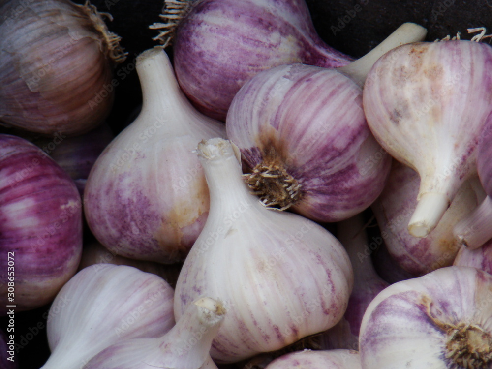Heads of garlic. Garlic. Photography of large heads of garlic isolated on dark. Heads of garlic. Garlic. Photography of large heads of garlic isolated on dark.
