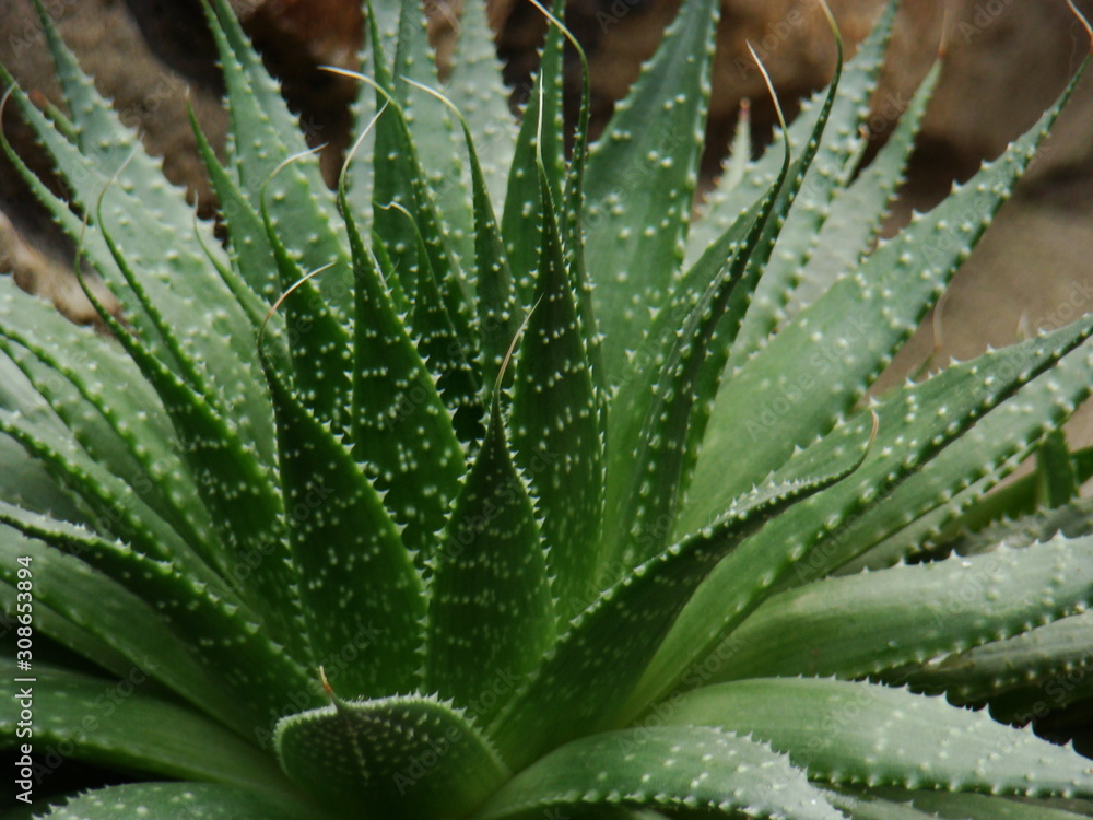 Succulent havortia. Photo of green stems of haworthia succulent. Succulent havortia. Photo of green stems of haworthia succulent.