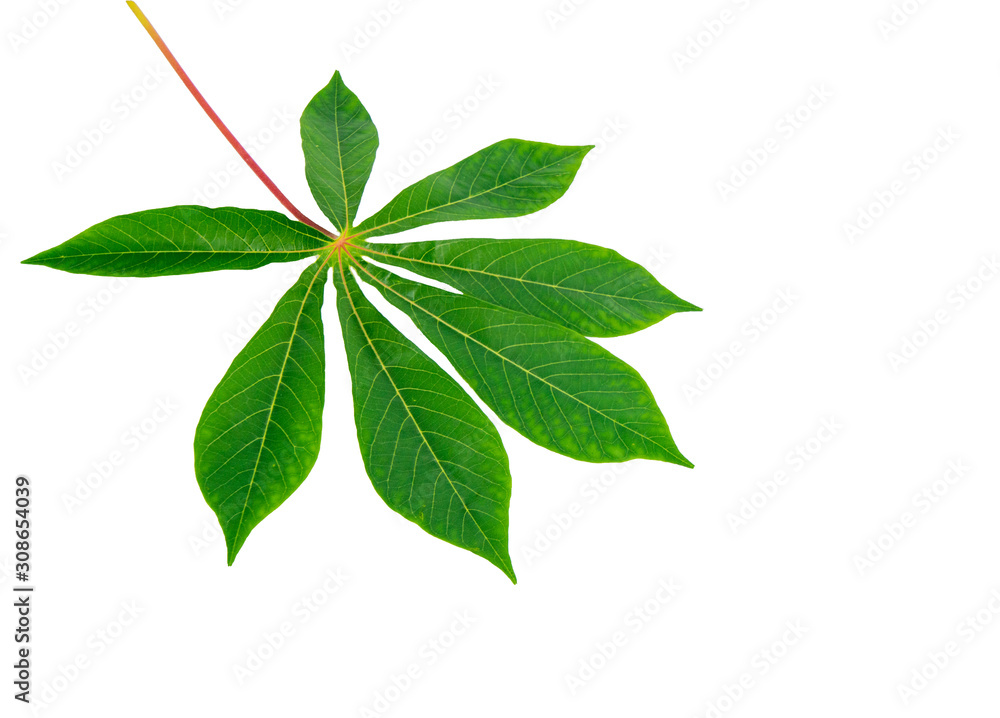 Fototapeta premium Fresh green leaves on a white background.