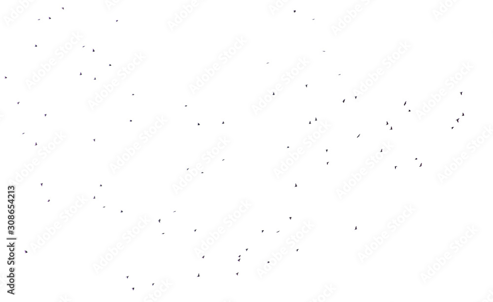 Flock of birds isolated on white background Flock of birds isolated on white background