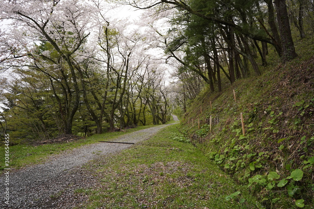 Fototapeta premium Cherry blossom tree lined trail in Kakunodate Japan