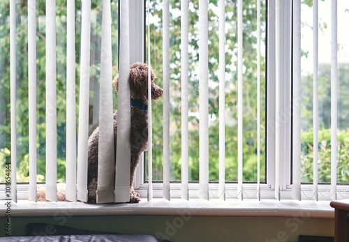 A closeup of a dog pining, missing it's owner as it waits alone on the window sill for their return.