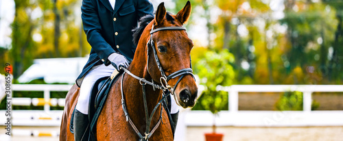 Canvas Print Rider on sorrel horse in jumping show, equestrian sports