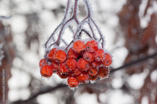 Rowan berries covered with snow and hoarfrost. Close up.