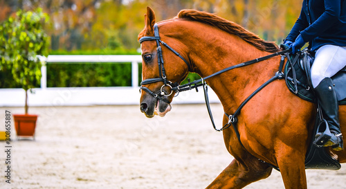 Horse and rider in uniform performing jump at show jumping competition. Horse horizontal banner for website header design. Equestrian sport background. Selective focus.