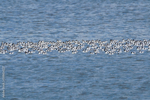 Pied Avocet (Recurvirostra avosetta) flock, taken in the UK photo