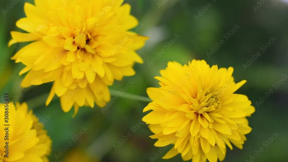 Beautiful summer color of yellow flowers. Beautiful summer color of yellow flowers.