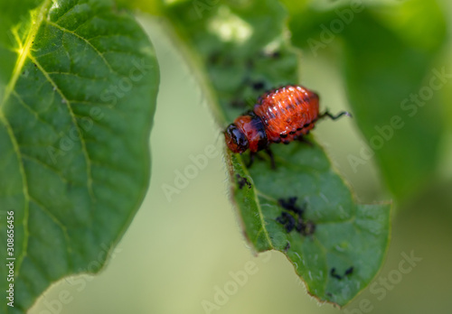 Colorado potato beetle in the garden © schankz