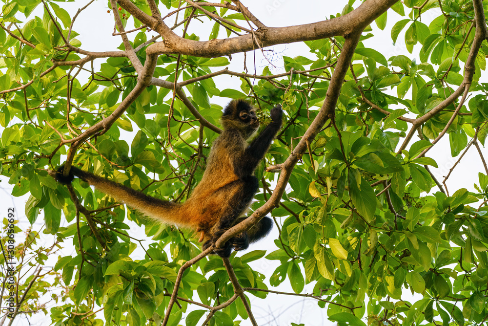 Naklejka premium Geoffroy's spider monkey (Ateles geoffroyi) in a tree in Costa Rica