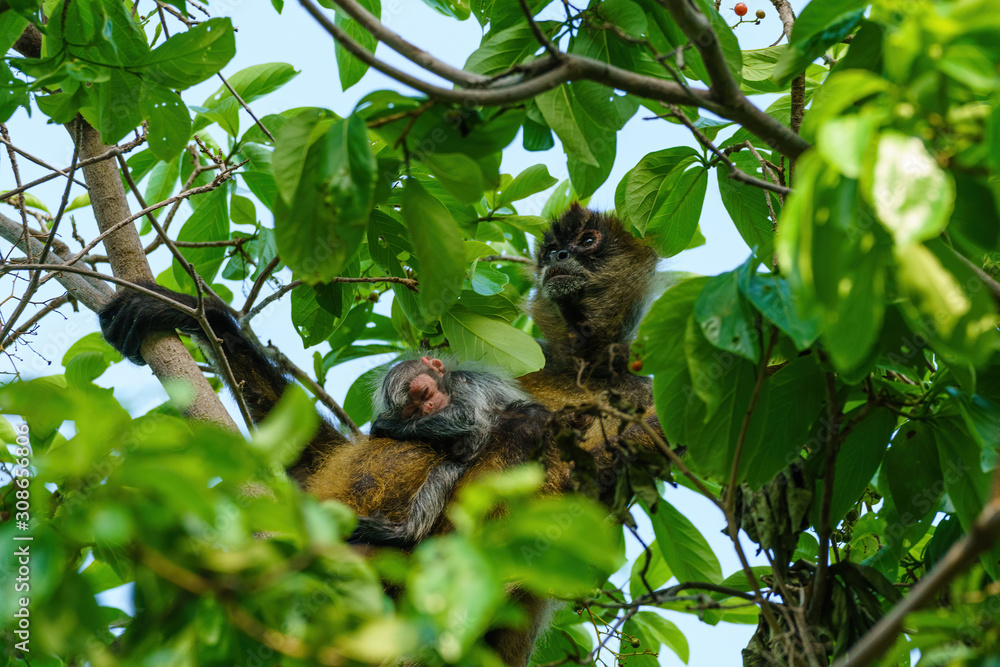 Geoffroy's spider monkey (Ateles geoffroyi) with baby in Costa Rica