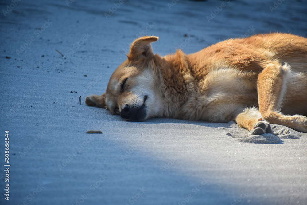Obraz premium a street dog sleeping on the ganga ghat Rishikesh Uttarakhand 