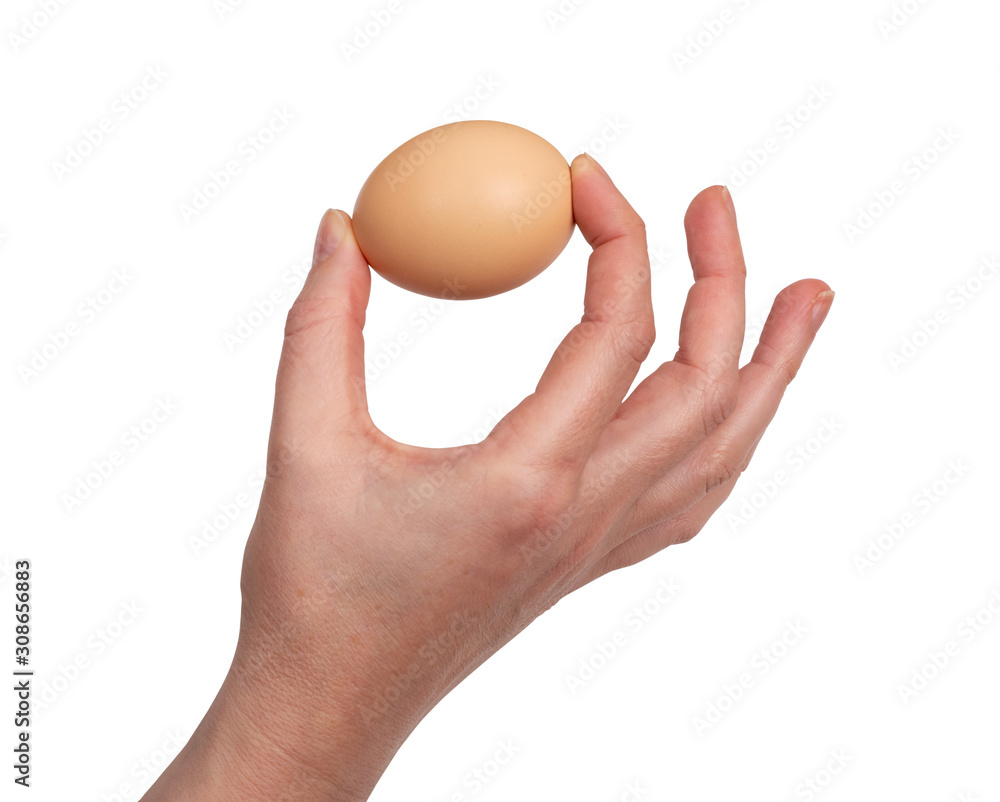 Hand Holding Raw Chicken Egg Isolated on White Background Hand Holding Raw Chicken Egg Isolated on White Background