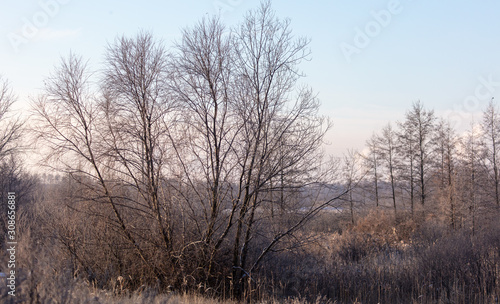 Bare branches of a tree in the snow at dawn in winter