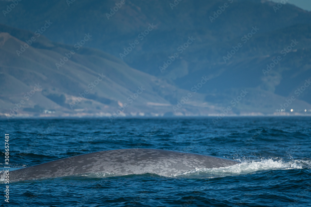 Fototapeta premium Blue whale