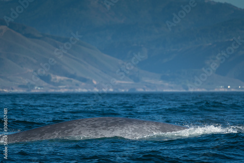 Blue whale © Razvan