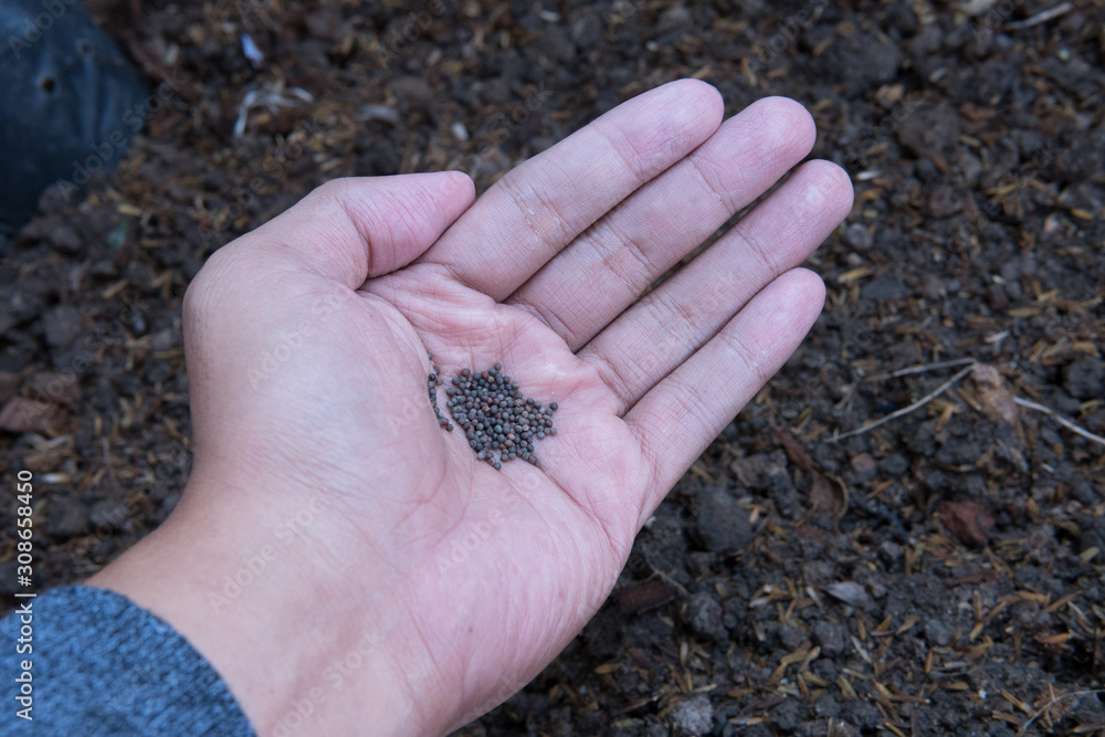 Small vegetable seeds in the hand Prepare for planting Small vegetable seeds in the hand Prepare for planting