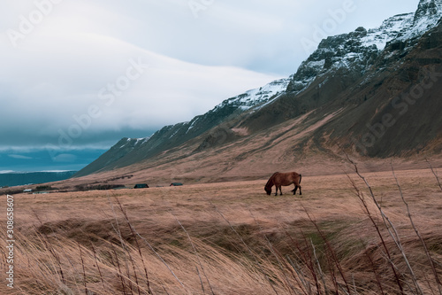 The Icelandic horse 
