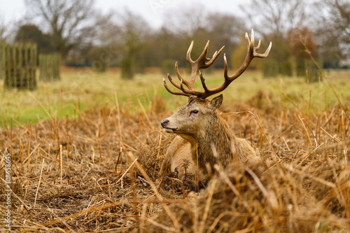 Fototapeta Naklejka Na Ścianę i Meble -  Red deer stag(Cervus elaphus), taken in United Kingdom