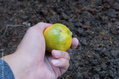 The hand holding an orange And black soil background., tangerine