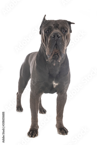 cane corso in studio