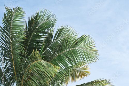 palm tree on background of blue sky