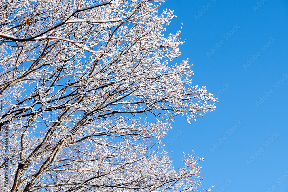 青空に輝く雪の花