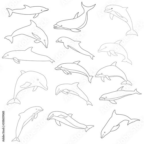 vector, isolated, dolphin outline, line, icon, set