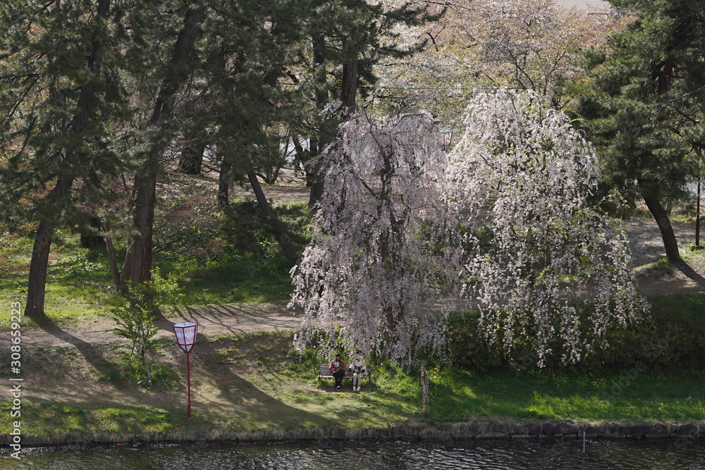 Fototapeta premium Couple under cherry blossom tree by the river
