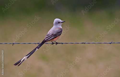Scissor-tailed Flycatcher