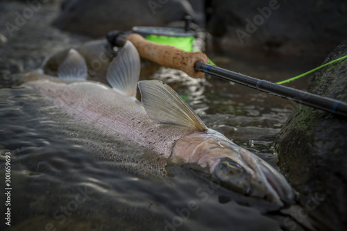 Fototapeta Naklejka Na Ścianę i Meble -  Releasing trout