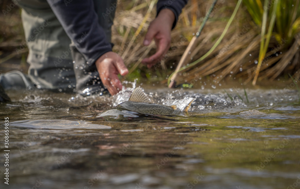 Releasing trout Releasing trout