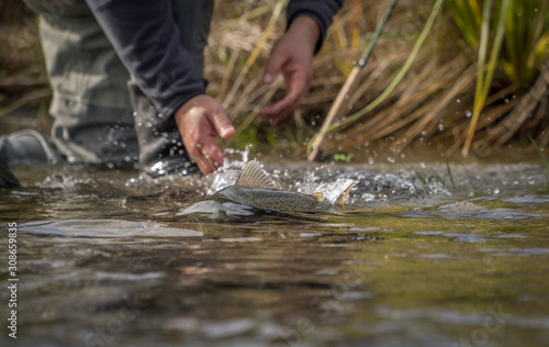 Releasing trout © Andrew