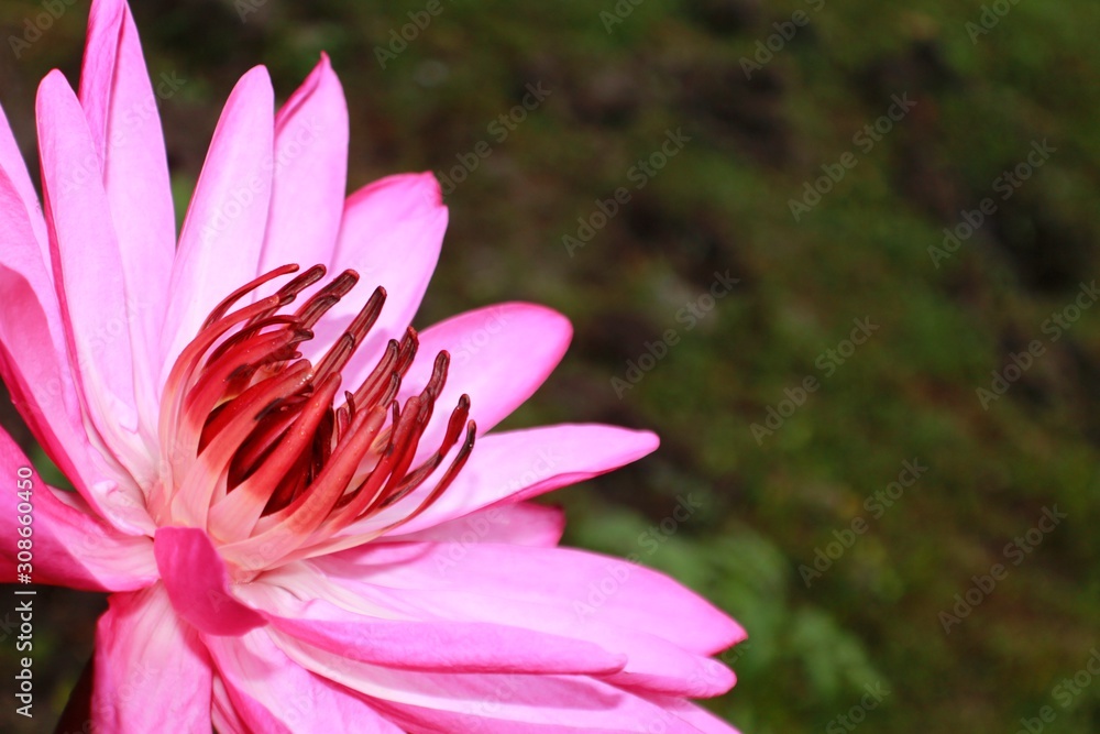 Pink Water lily flower Pink Water lily flower