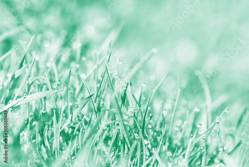 Spring background toned in aqua menthe. Background, water drops on the green grass.