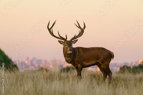 Red deer stag Cervus elaphus   taken in United Kingdom