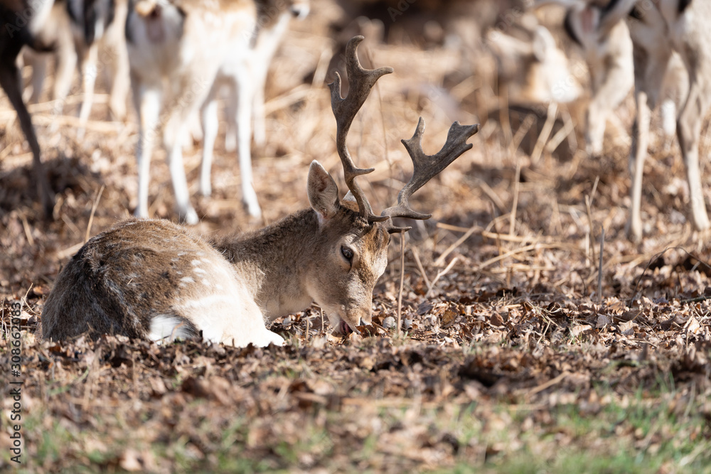 Male Fallow Deer (Dama dama) in spring, taken in UK Male Fallow Deer (Dama dama) in spring, taken in UK