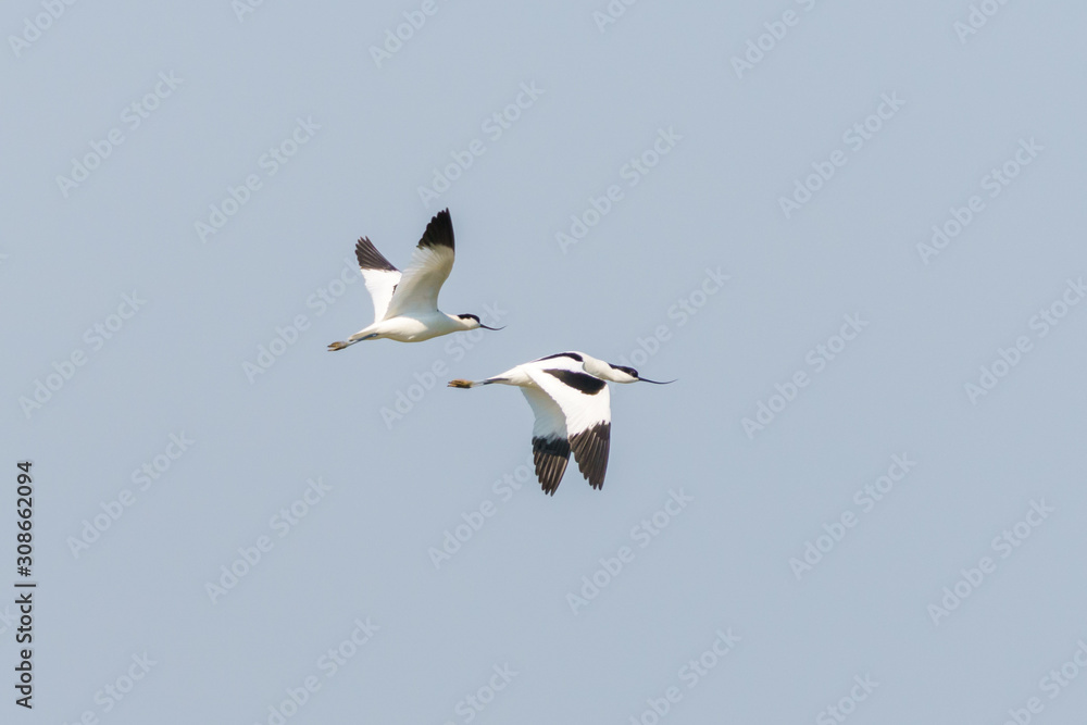 Fototapeta premium Pied Avocet (Recurvirostra avosetta) in flight, taken in the UK