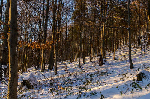Fototapeta Naklejka Na Ścianę i Meble -  Zimowy las Bieszczady