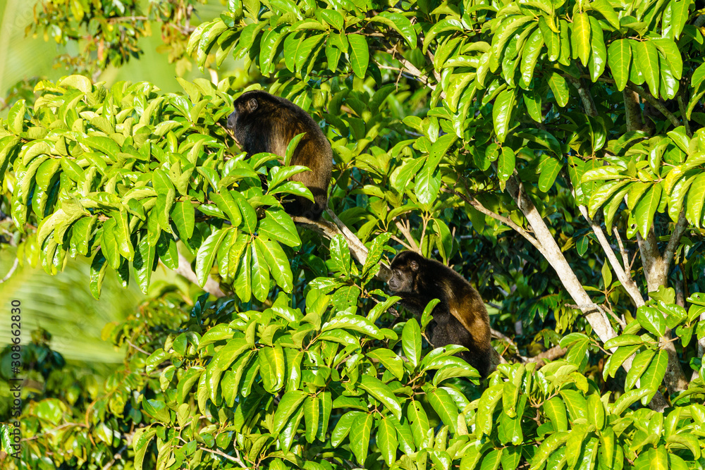 Howler Monkey (Alouatta guariba) taken in Costa Rica