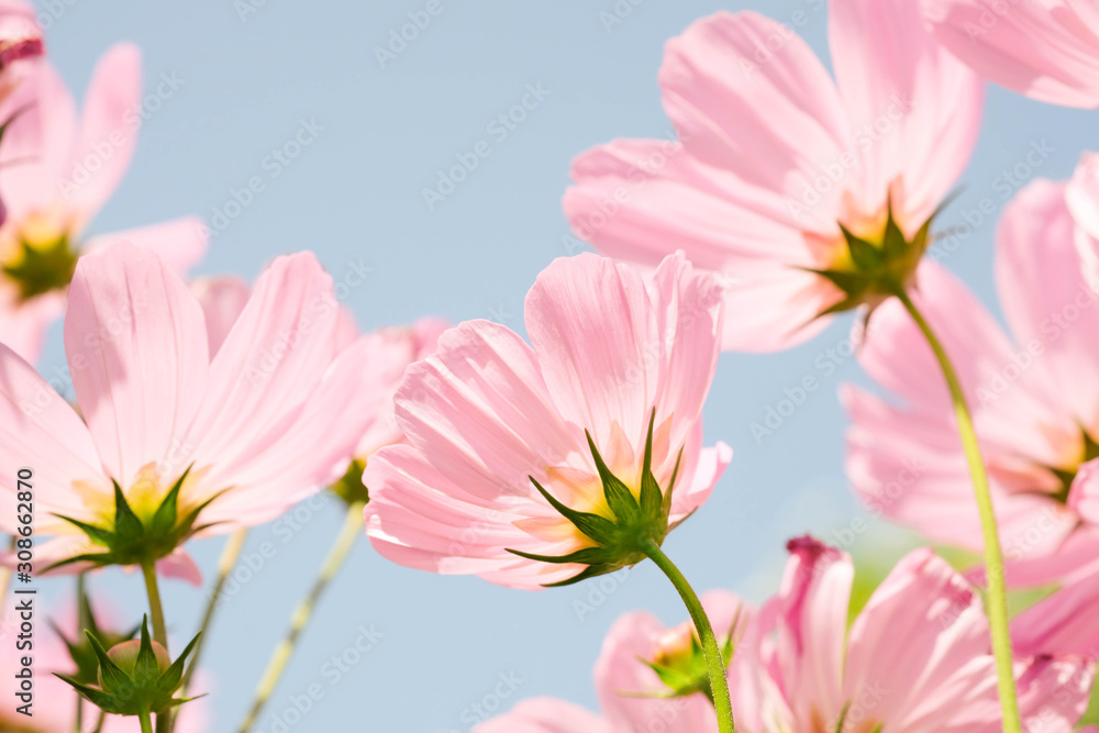 the beautiful cosmos flowers in the garden with the sunny day using as nature background and wallpaper.