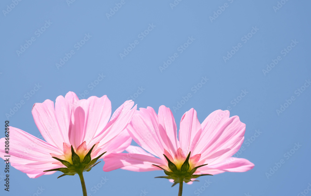 the beautiful cosmos flowers in the garden with the sunny day using as nature background and wallpaper. the beautiful cosmos flowers in the garden with the sunny day using as nature background and wallpaper.