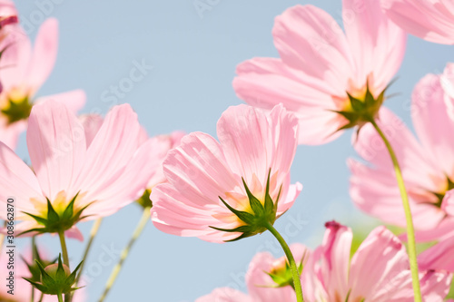 the beautiful cosmos flowers in the garden with the sunny day using as nature background and wallpaper.