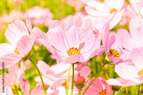 the beautiful cosmos flowers in the garden with the sunny day using as nature background and wallpaper. © wisuda