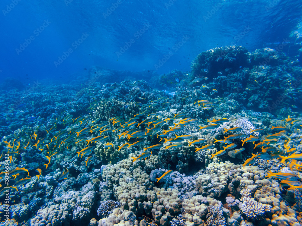 Obraz premium colorful corals and exotic fishes at the bottom of the Red sea. beautiful natural summer background