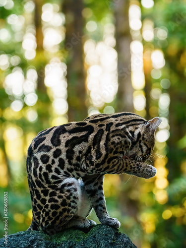 Female Margay (Leopardus wiedii) early morning in forest in Csota Rica photo